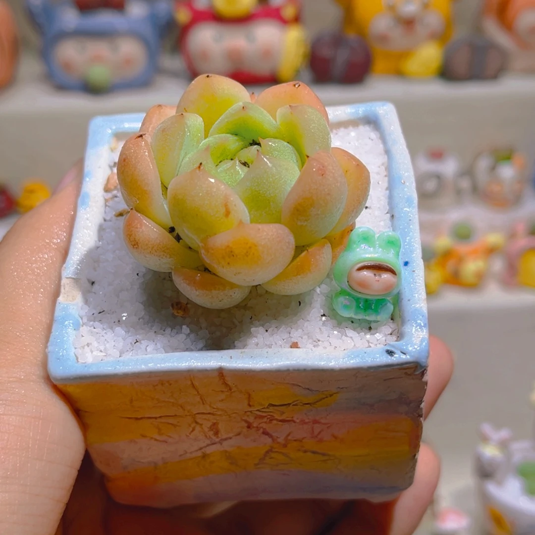 045高端多肉带盆带土手工盆