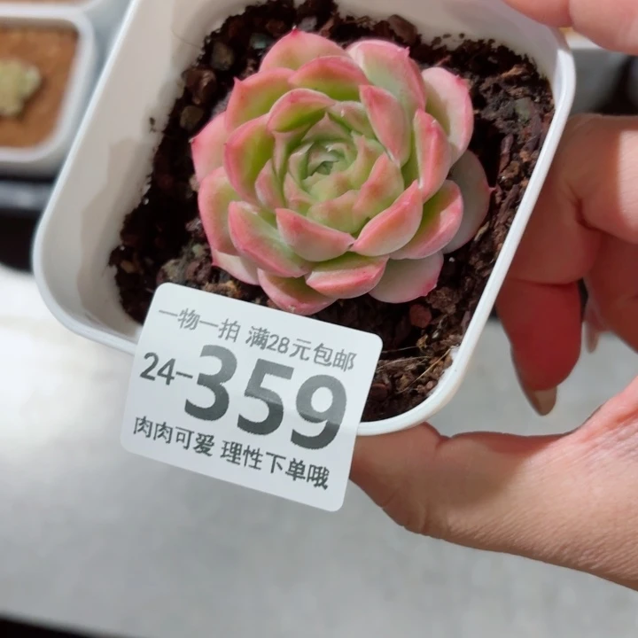 水晶虾饺无盆土发货无