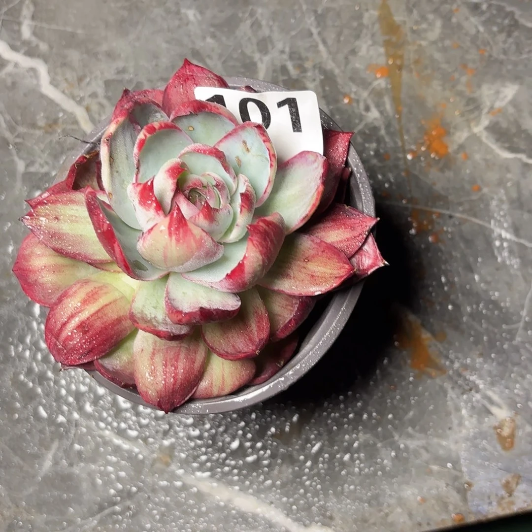 M***n101惊鸿一颗包邮包邮