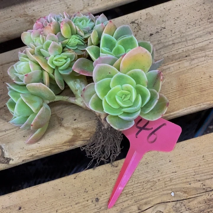 夏***风这么早还没有下班么