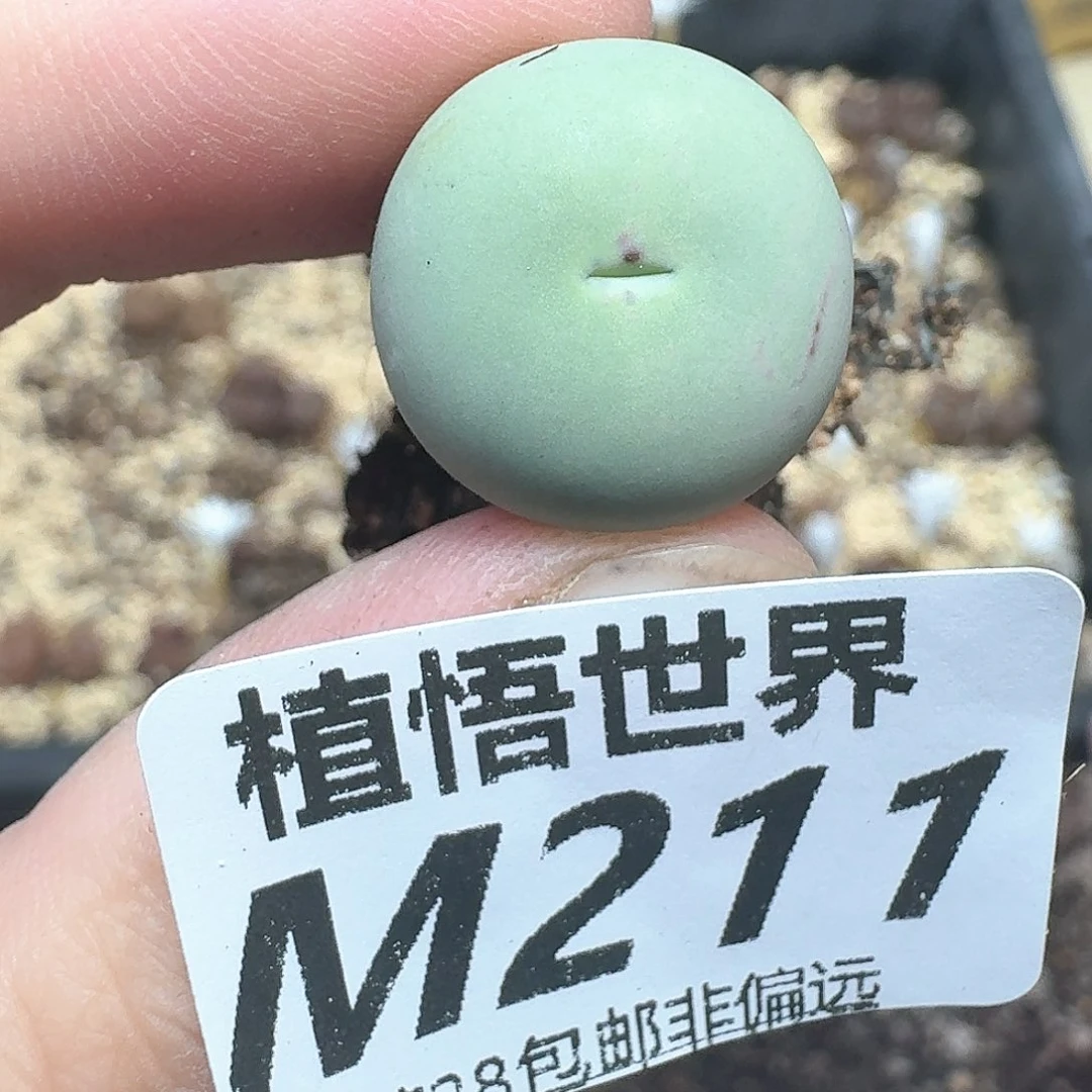 多肉植物的润泽额额