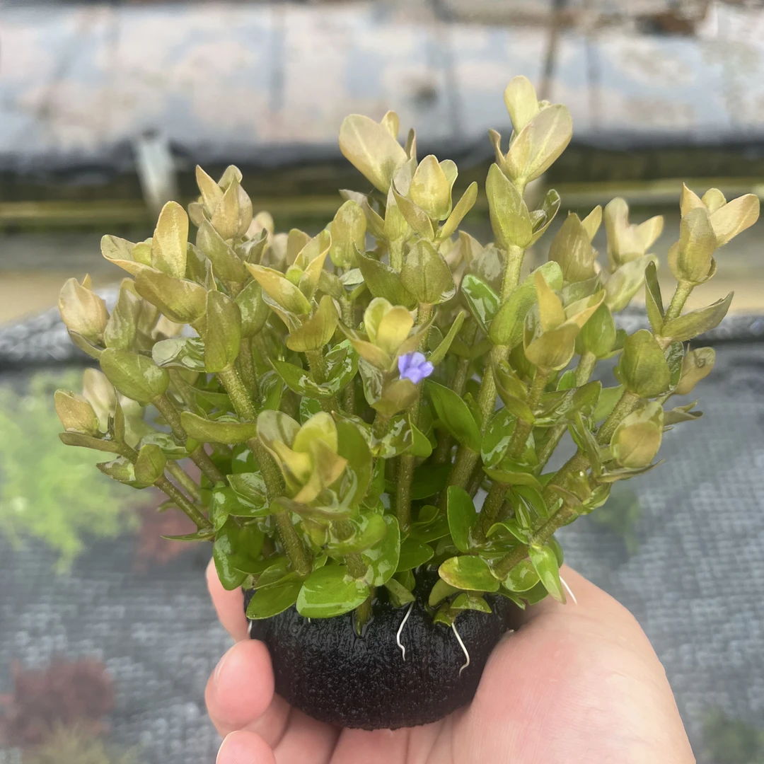 虎耳苦草坨草懒人水草