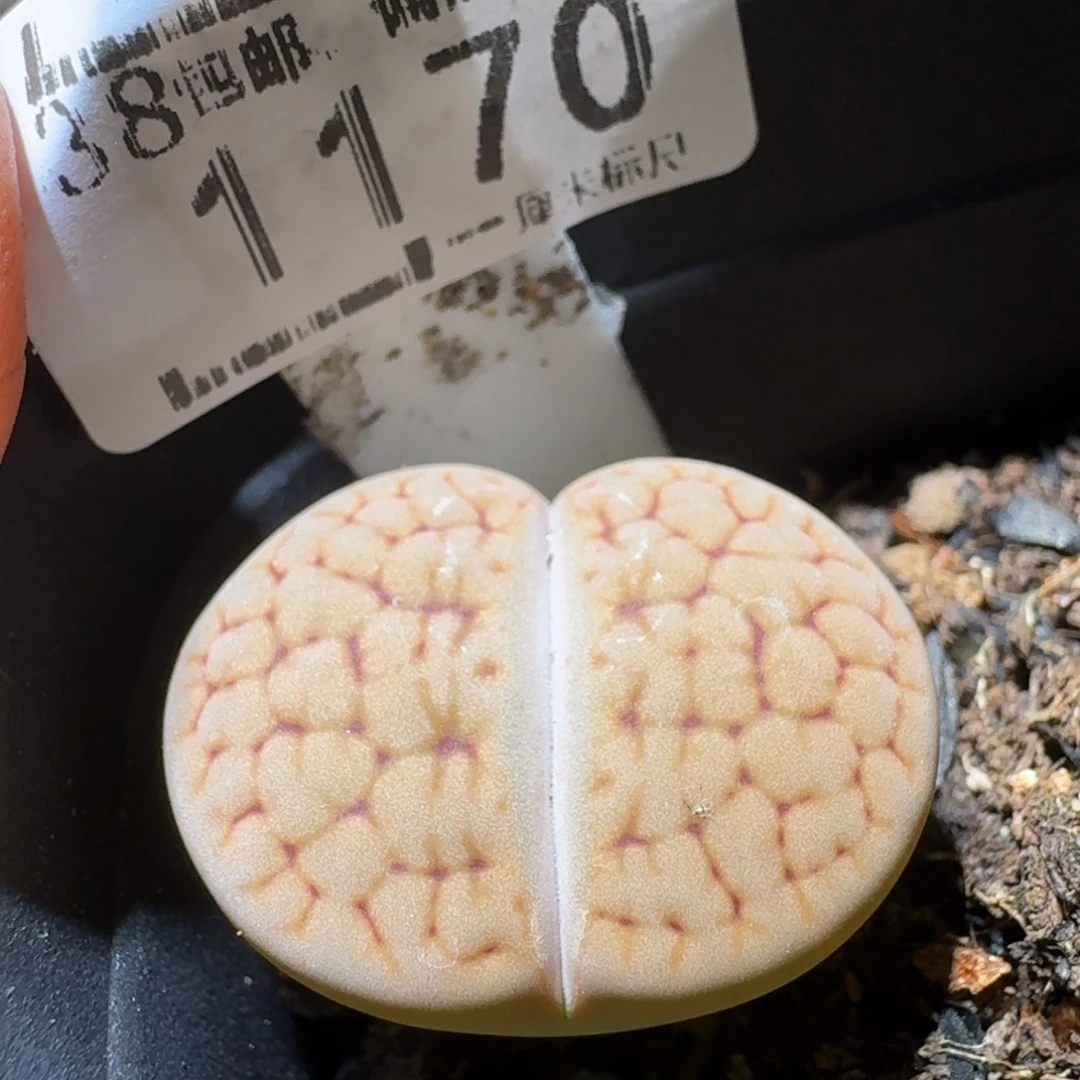 Sss精品生石花1170