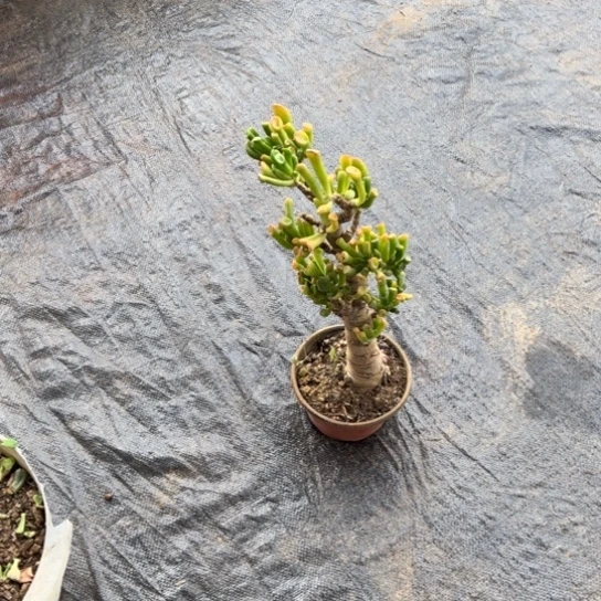 2851马踢吸财树带盆发