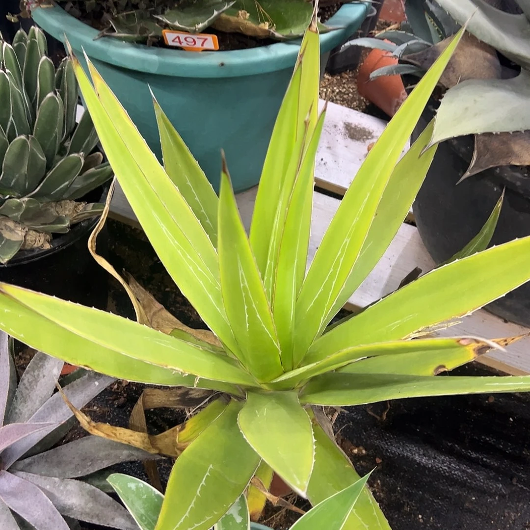 印花龙龙舌兰系列