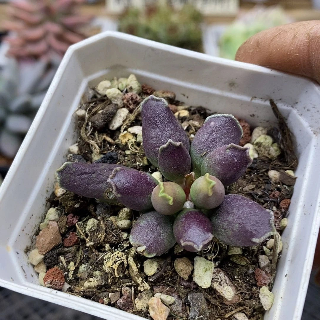 19109 水泡紫海豹