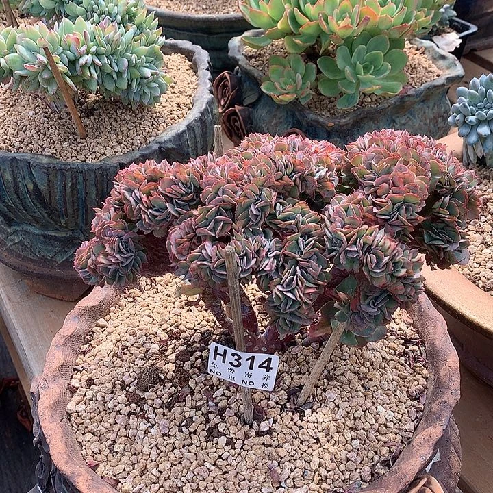 莫妮卡缀化 非偏远38包邮 节后发