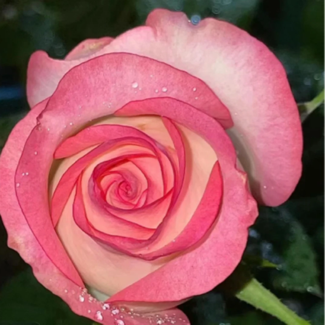 【艾莎】粉白色艾莎公主独棵老桩3～5个花苞庭院盆栽地栽