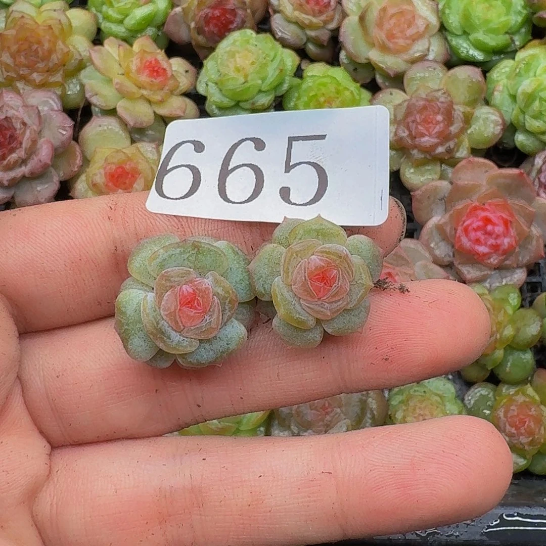 多肉植物多肉植物665