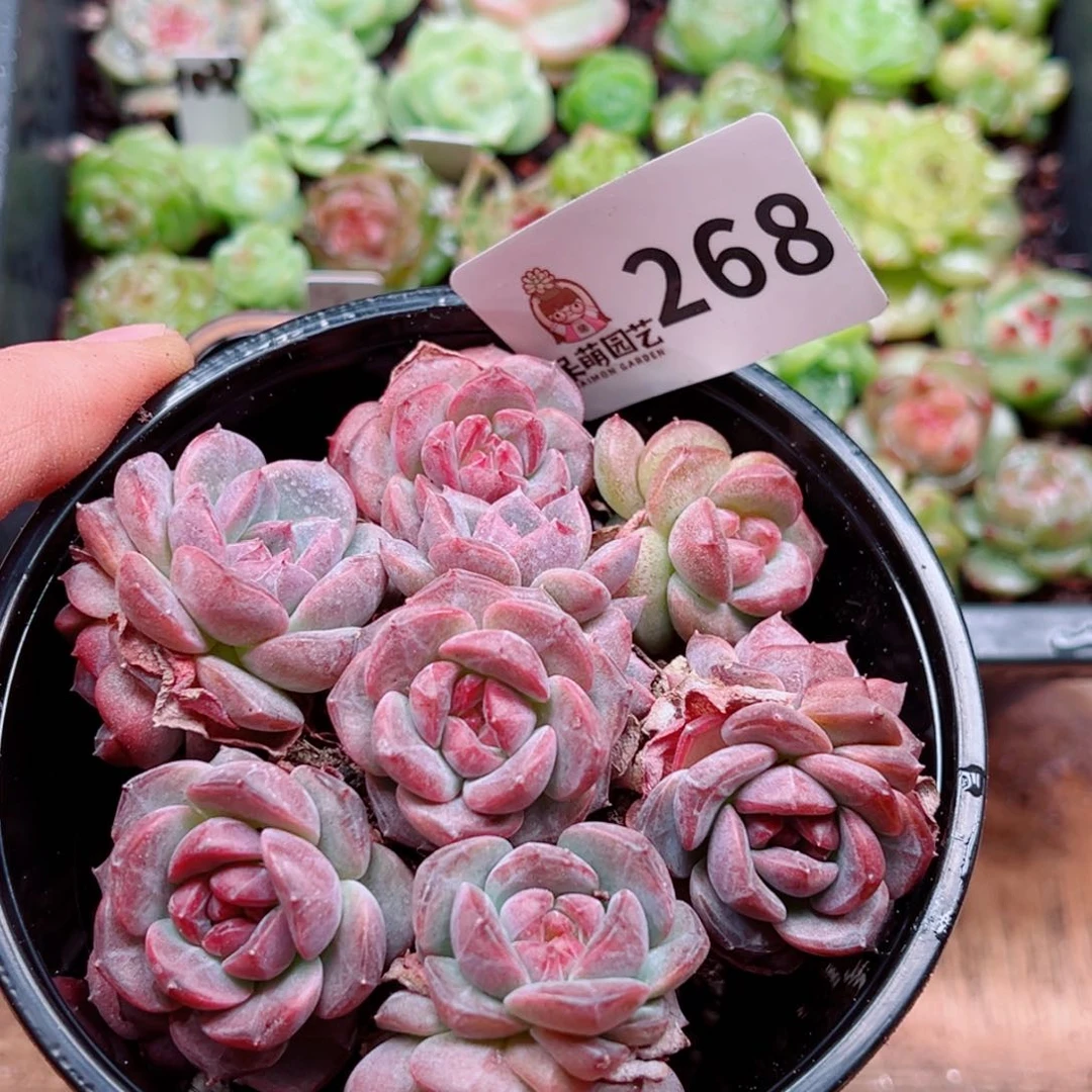 多肉植物多肉植物