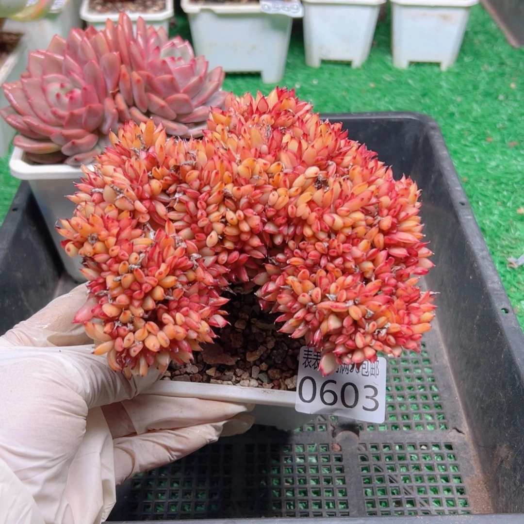 无花朵多肉一物一拍植物0603
