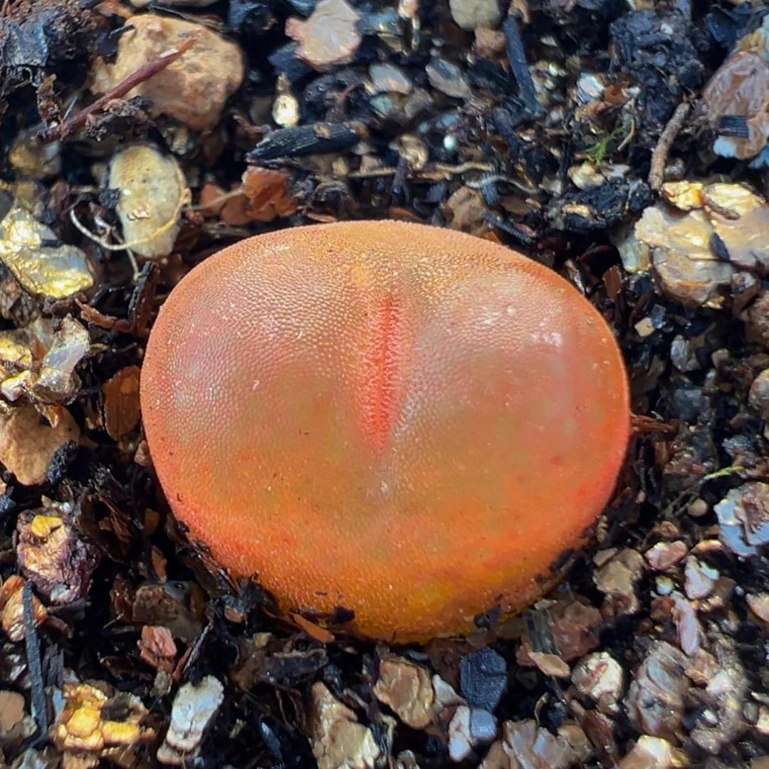 53多肉植物百科吕红