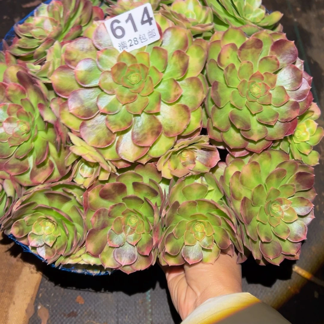多肉植物614雨河的