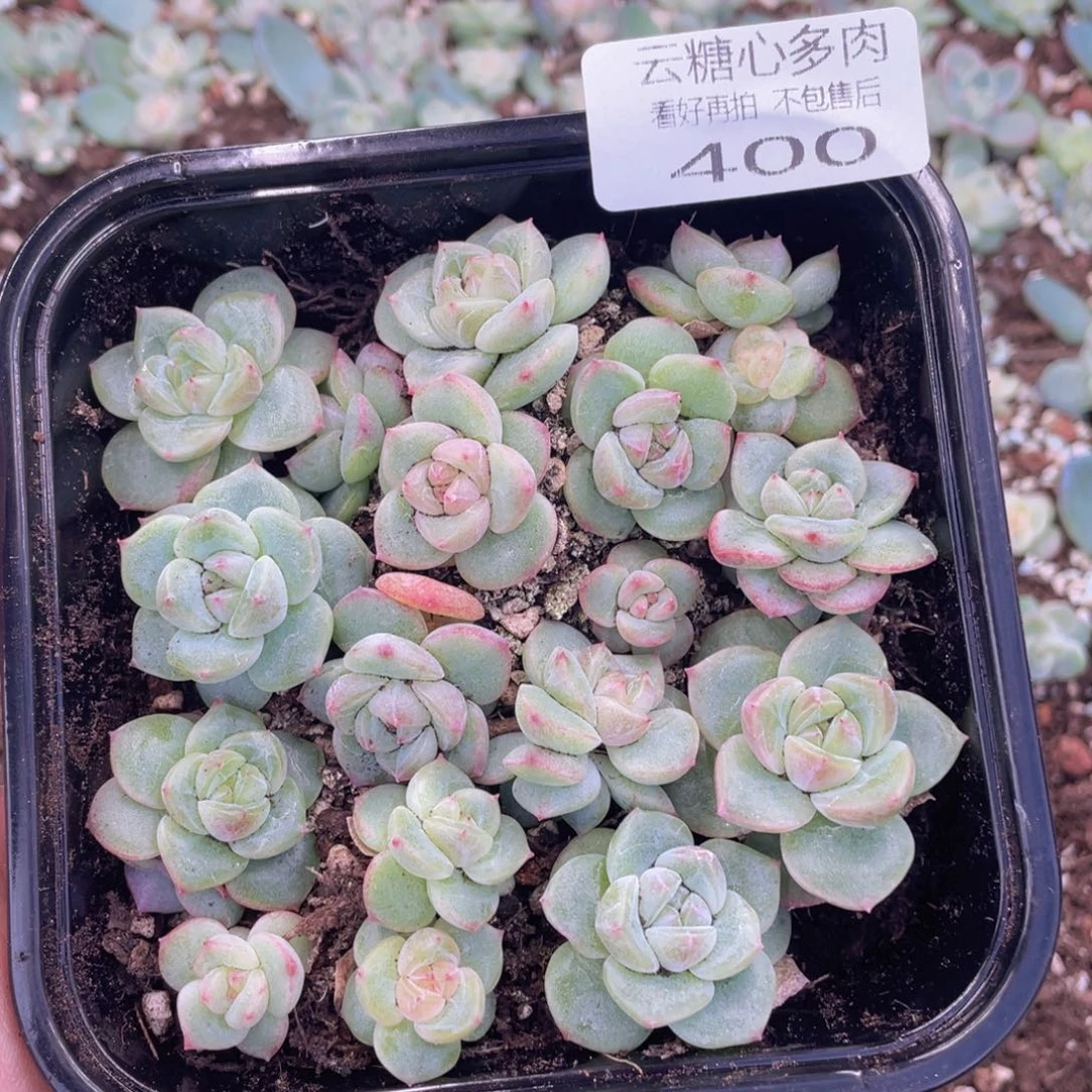 云糖心多肉植物400