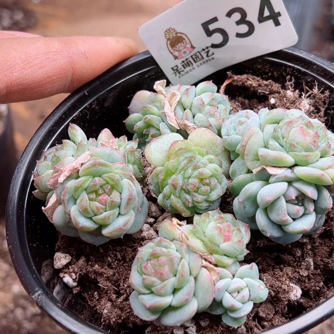 多肉植物多肉植物