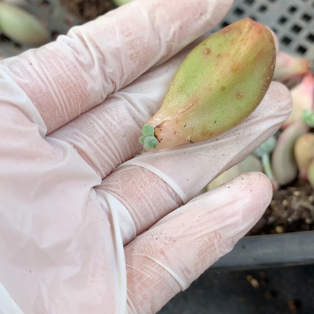 乌里韦亚 乌里韦亚叶插苗