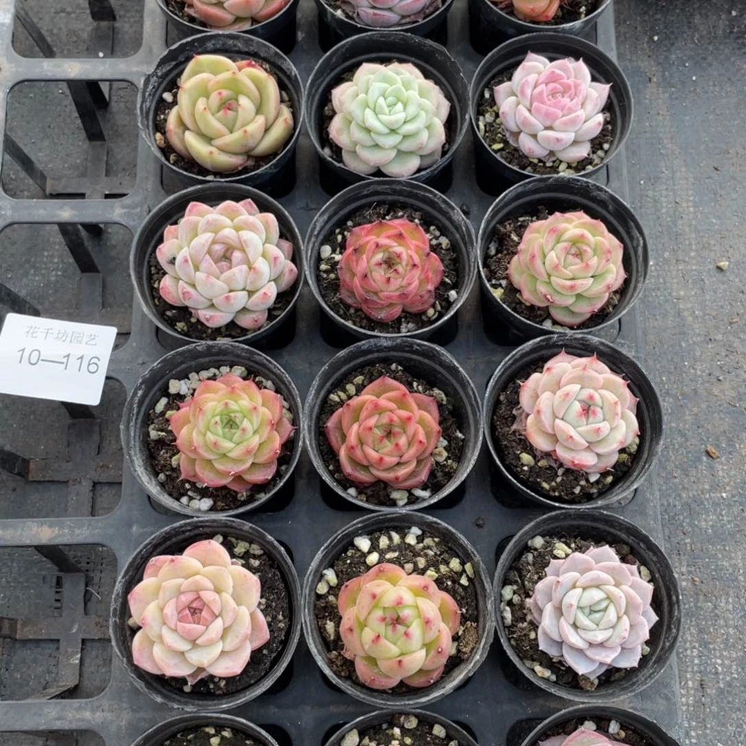 一物一拍18颗10-116