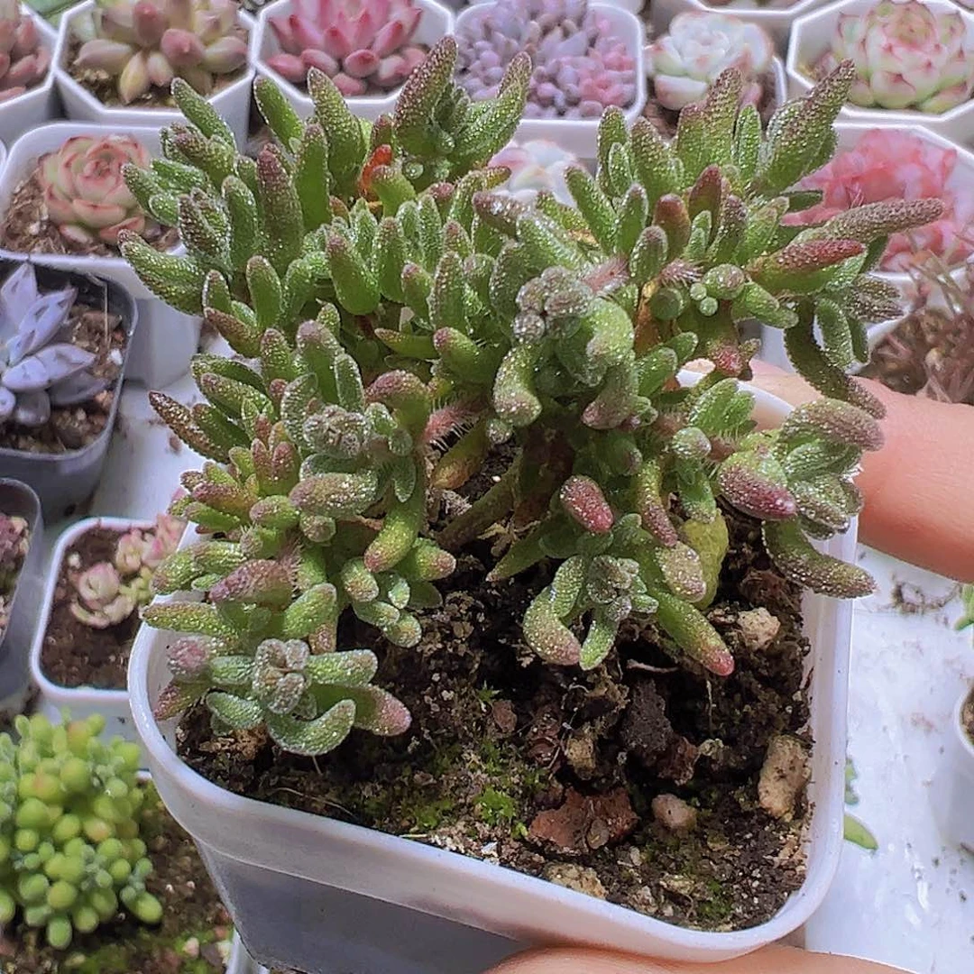 狐狸枝干19包邮多肉植物