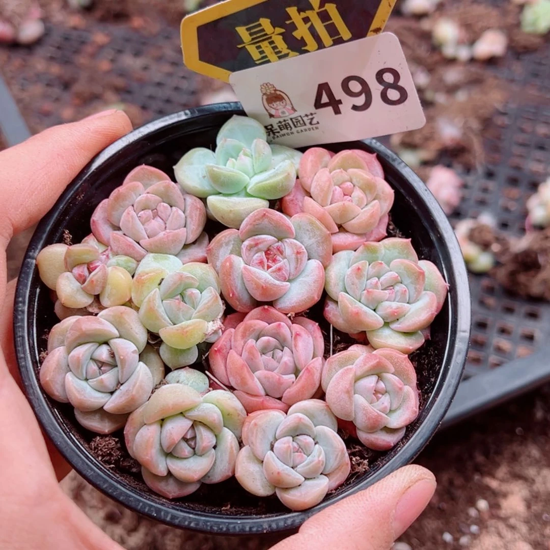 多肉植物多肉植物