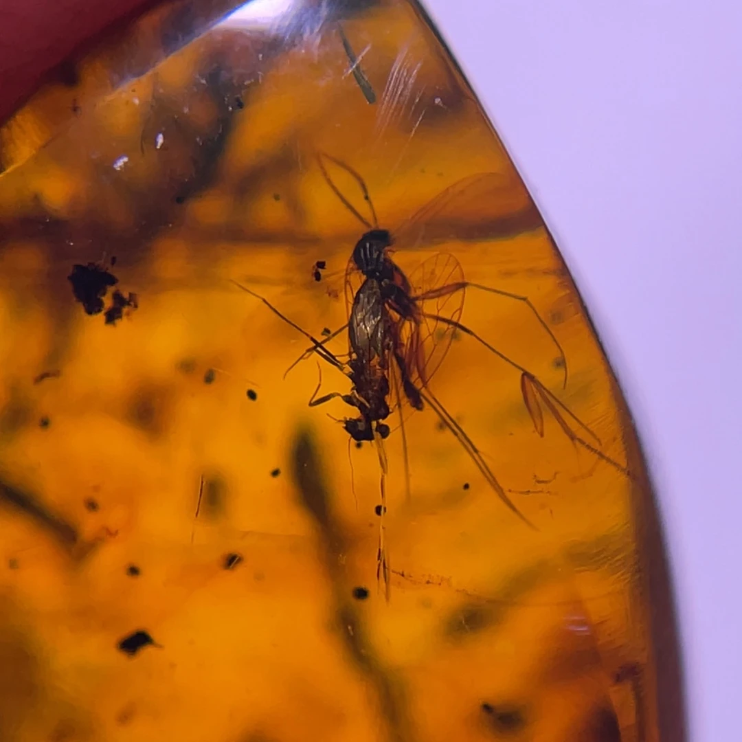 琥珀裸石未镶嵌，