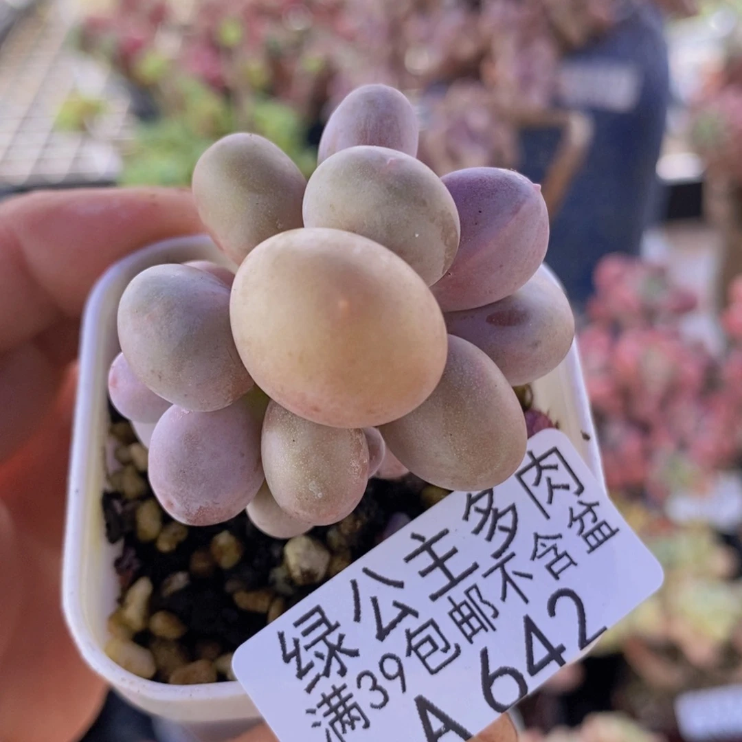 糖豆奶5cm642多肉植物
