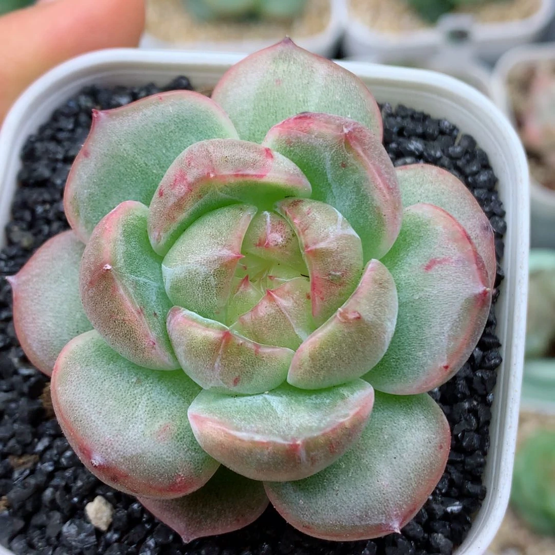 58包邮  群生不包整11