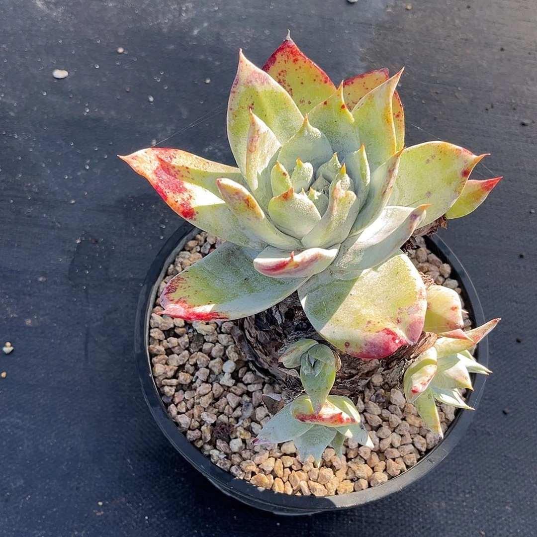 小鹿多肉一物一拍