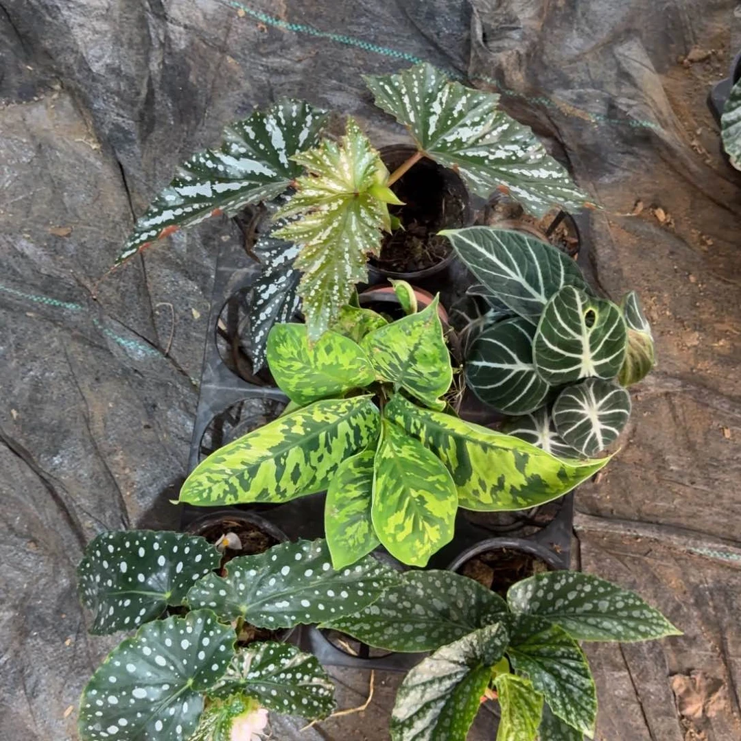 不开花植物一物一拍套餐11