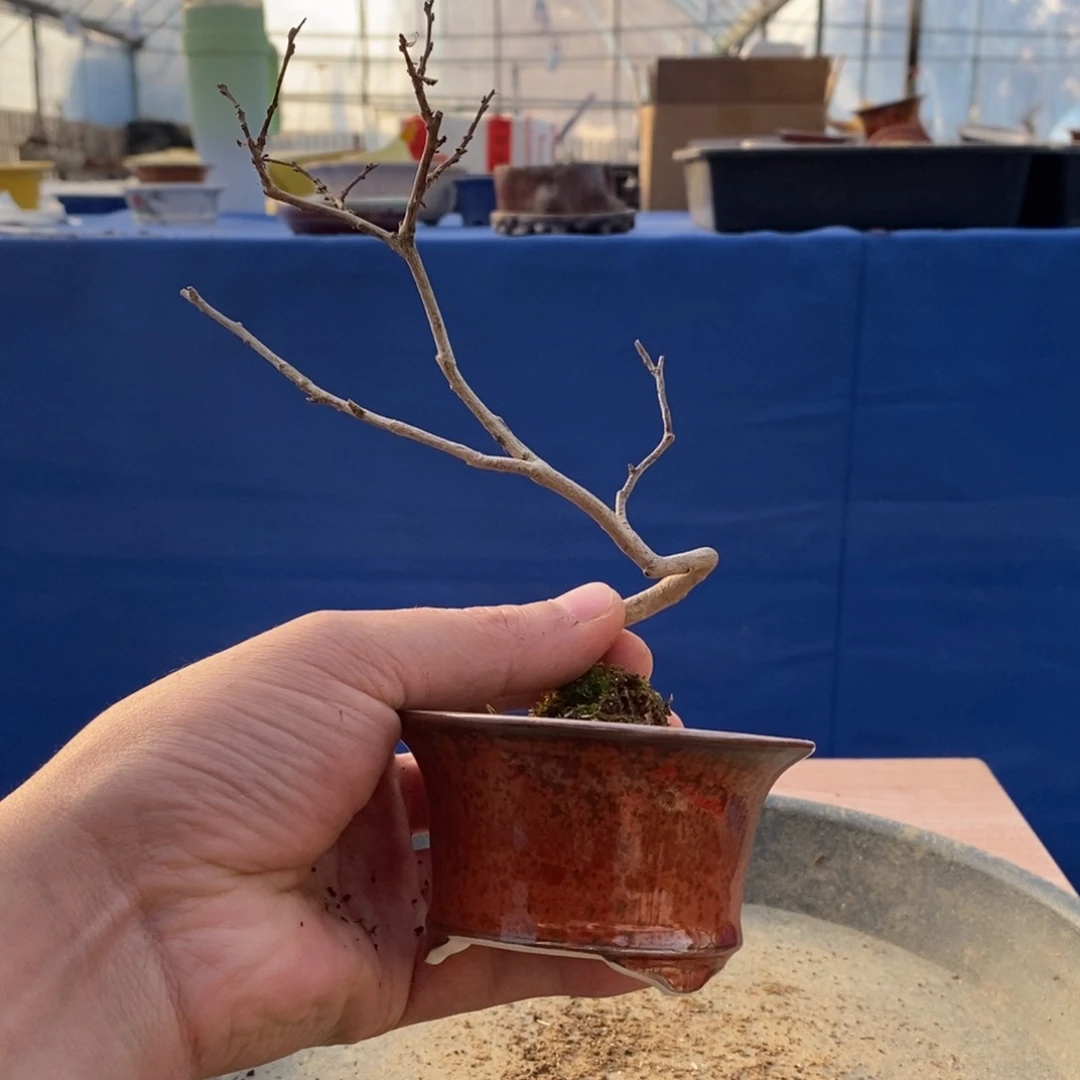 红陶野****o红红火火过大年203