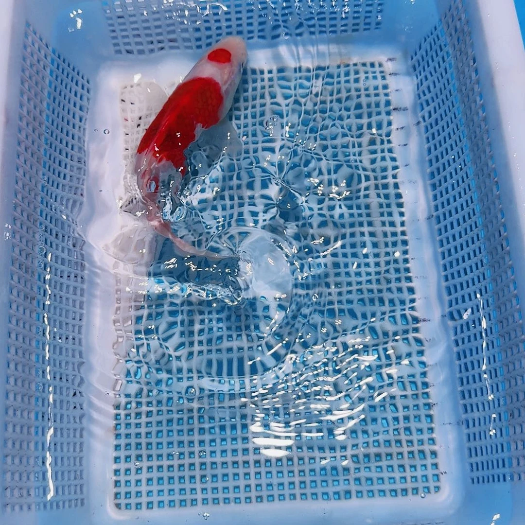 锦鲤锦鲤观赏鱼一物一拍