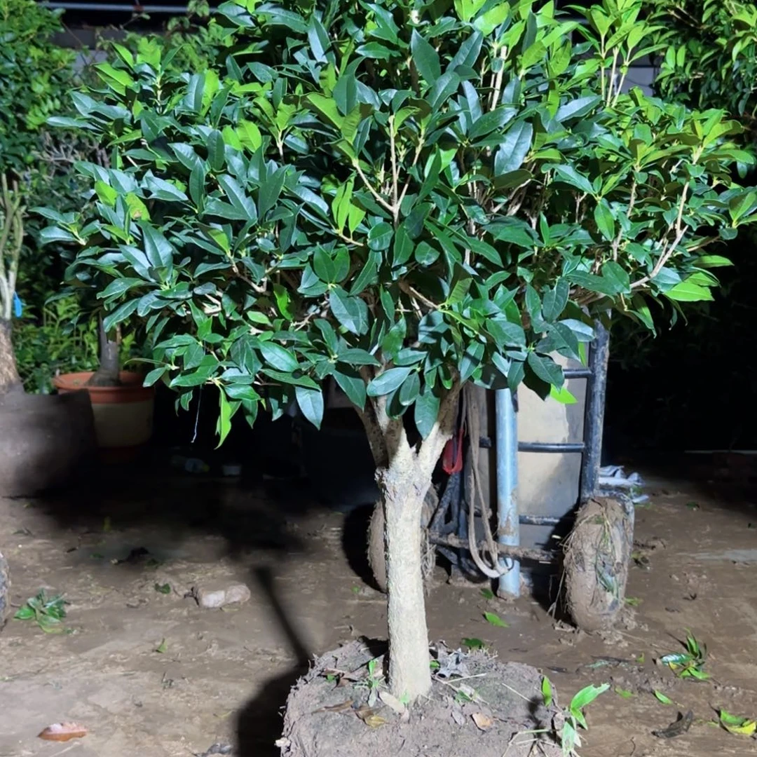你***轻无花朵桂花。八月桂系列