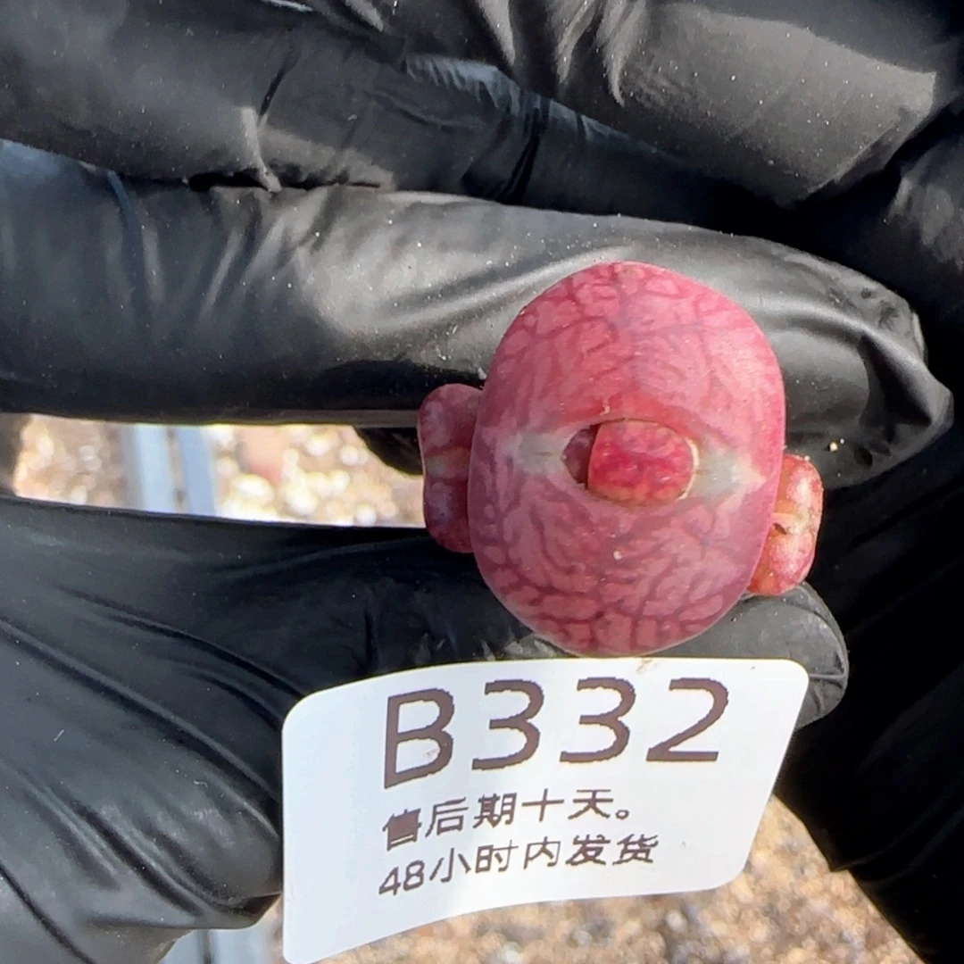 很***味福利特价。     332。