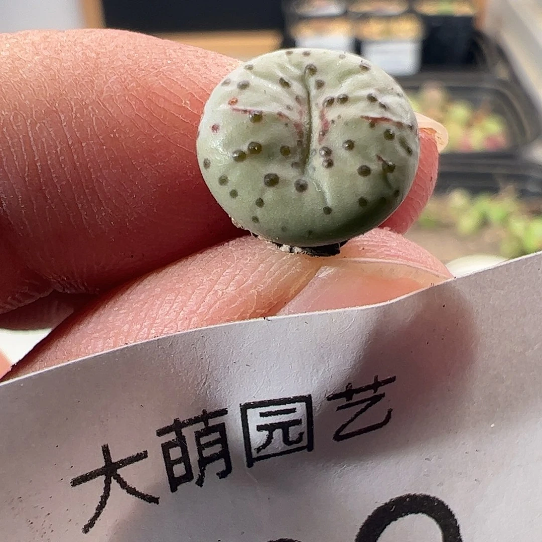 一物一拍匈牙利种源1452.64火龙果安贞189