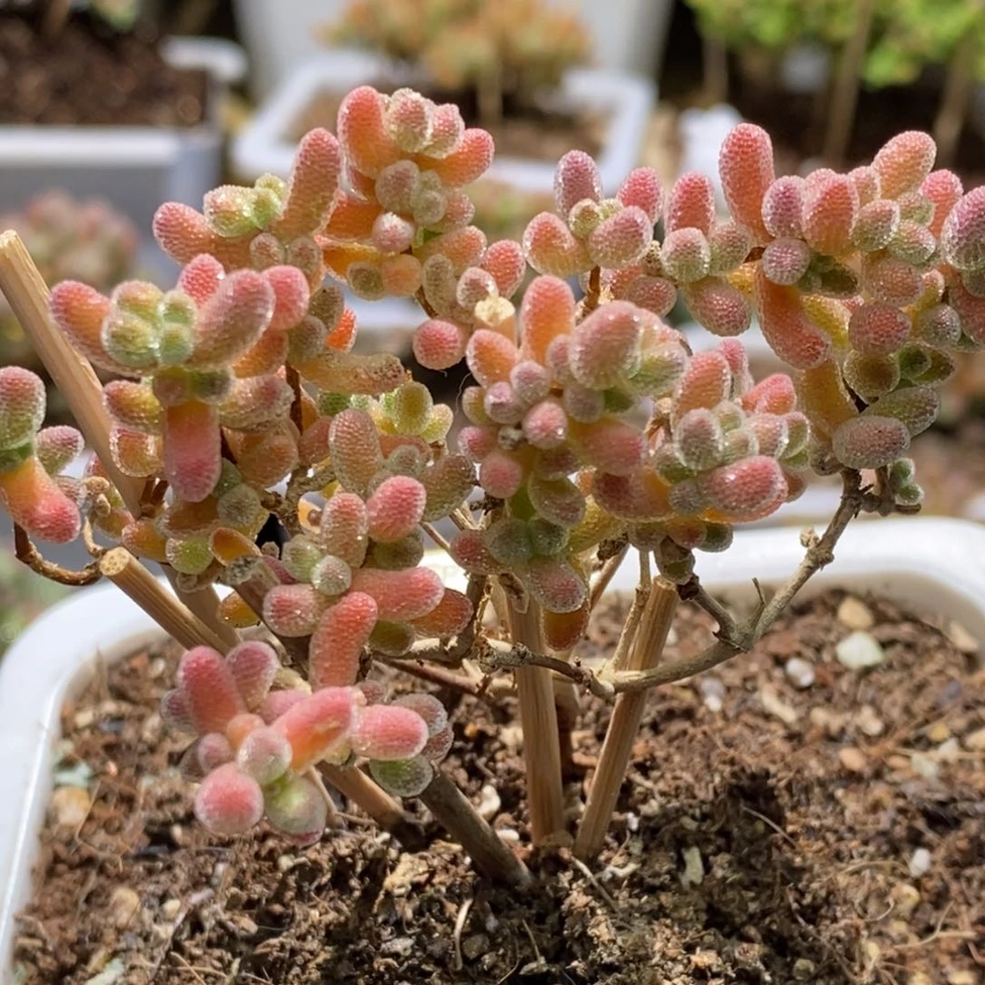 J****^冰晶杂A159福利款