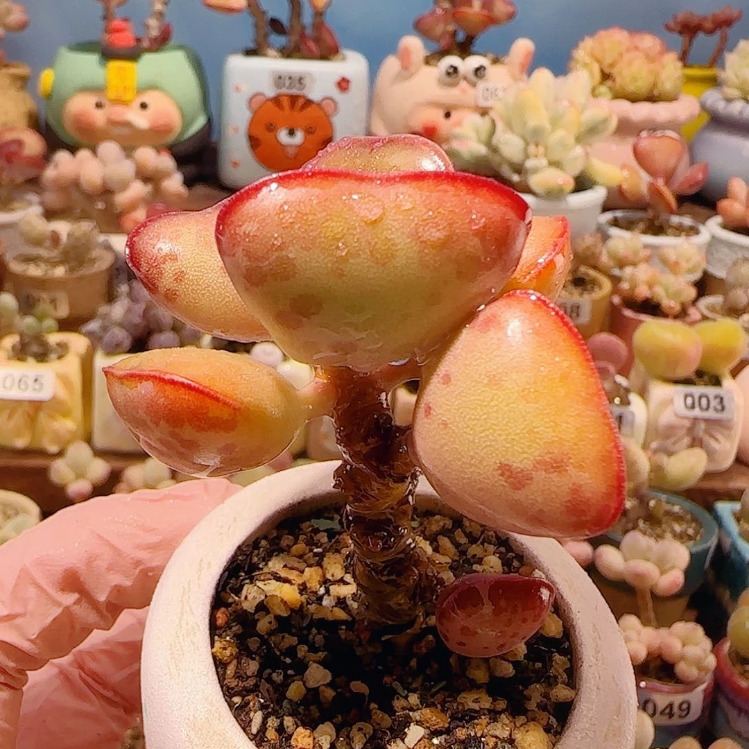 T老桩爱心水泡盆口5cm