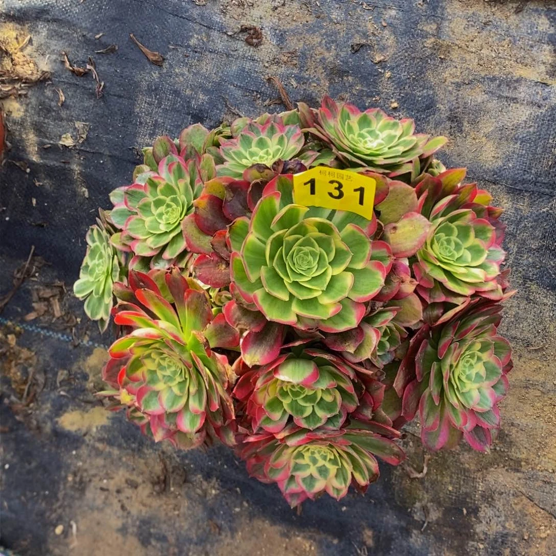 冬*姐多肉0000131孔雀翎