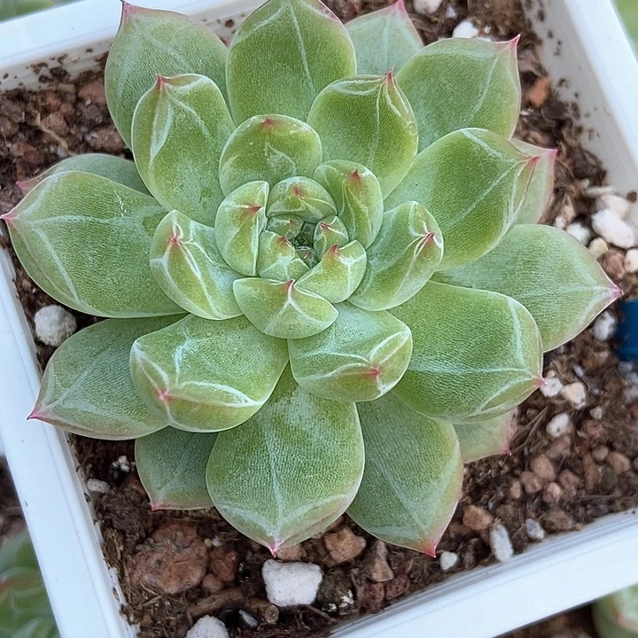 多肉植物雪花850多肉