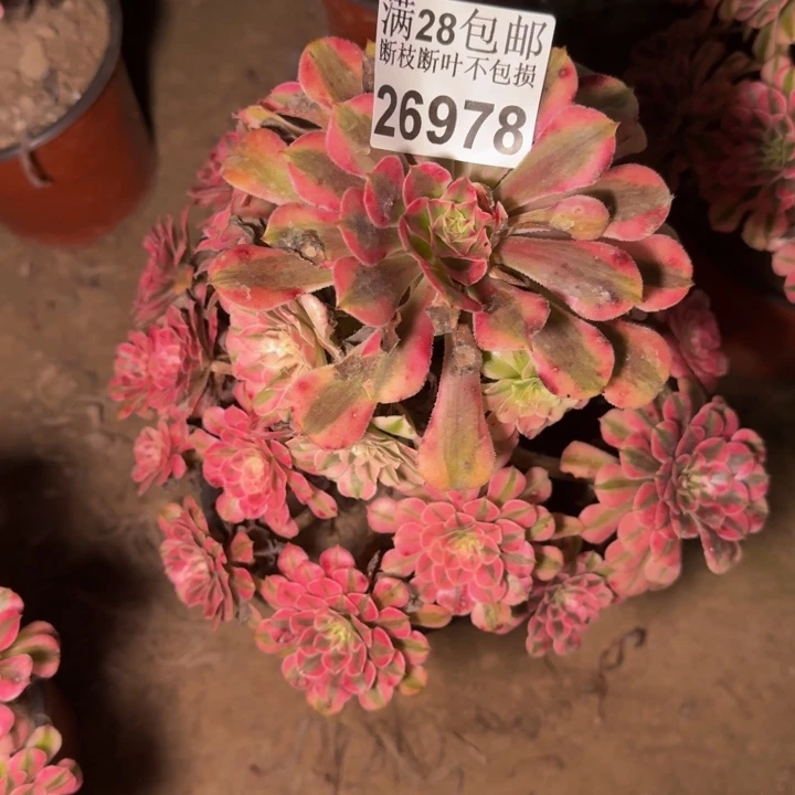 26978同白多肉植物