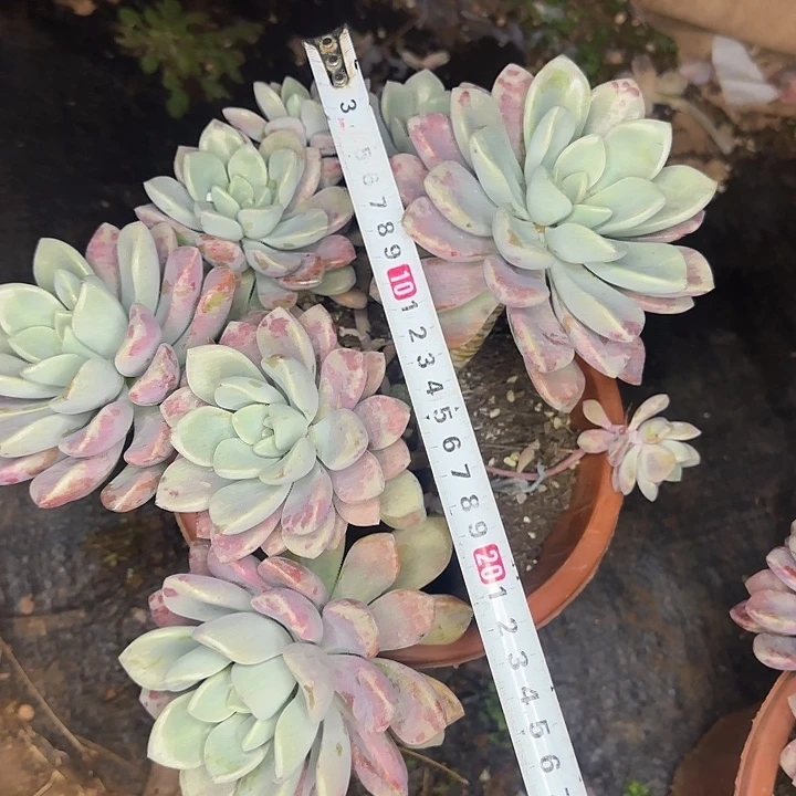 多肉植物一物一拍花瓣路751