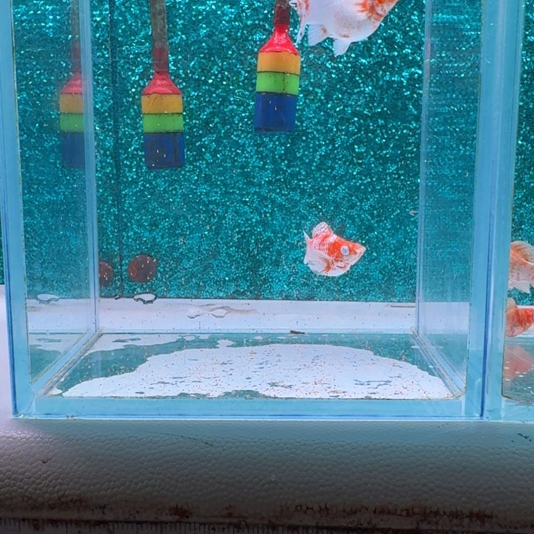 黑玛丽鱼666号玛丽2条