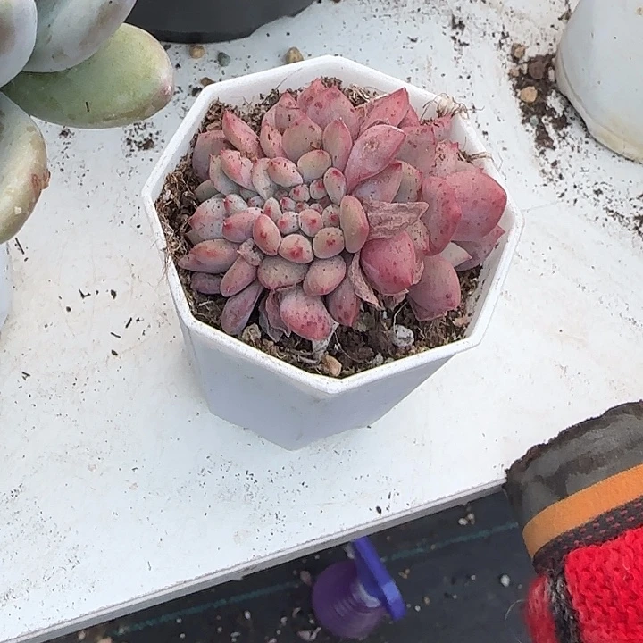 青蛙王子儿童牙膏套装11