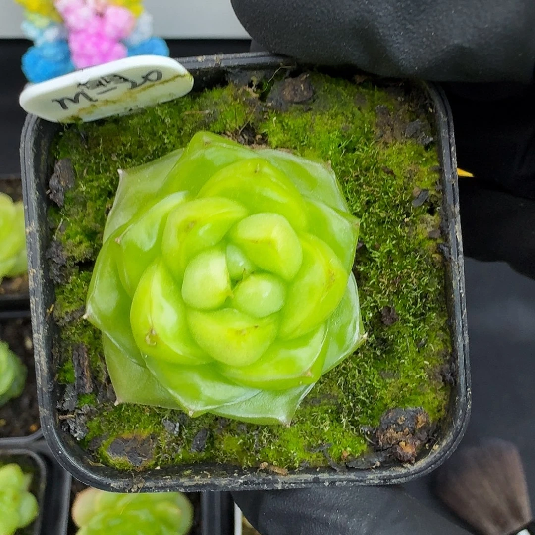 一物一拍 多肉植物