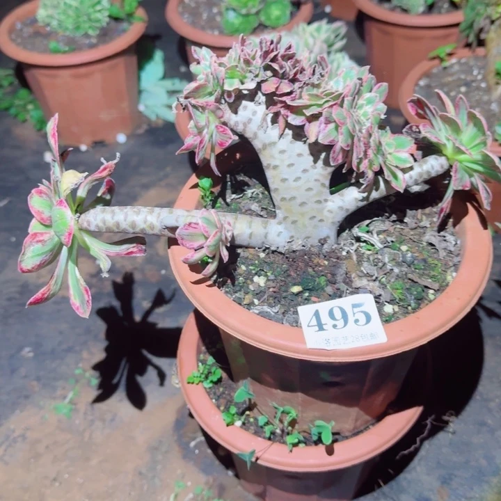 495号ｖ锦缀化多肉植物