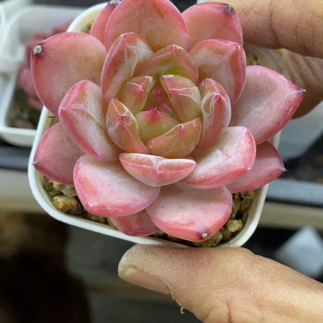 精品多肉一物一拍不包整62