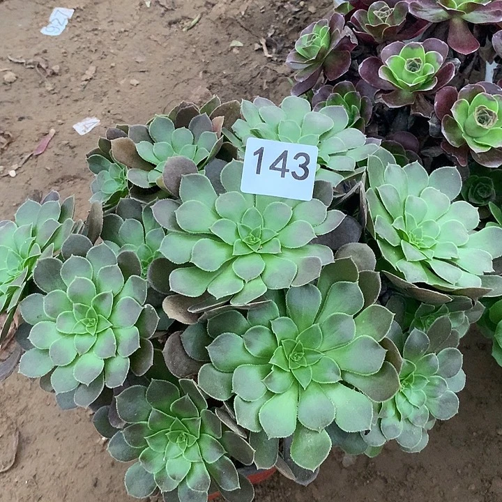 无花朵143荷兰玫瑰多肉晚