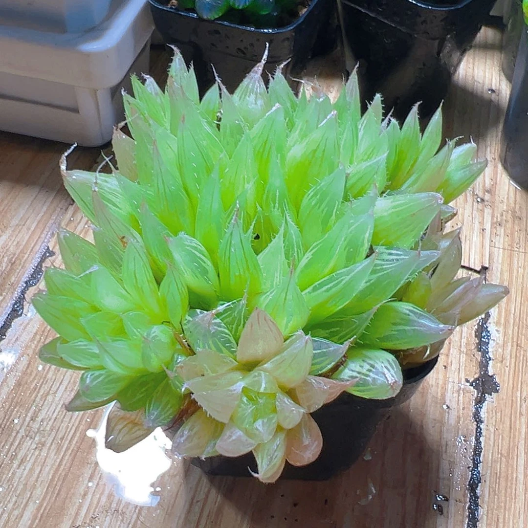 实生玉露群多肉多肉植物一颗