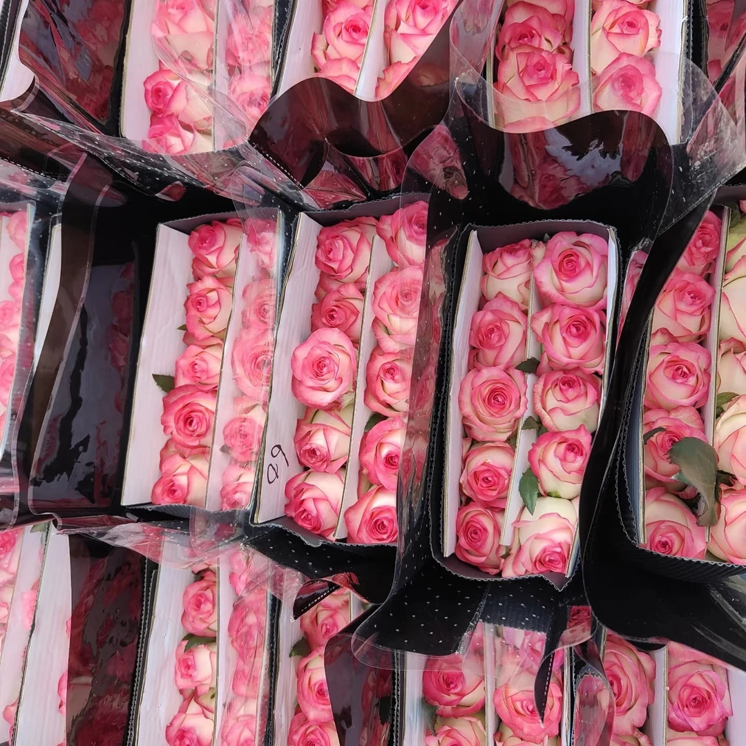 爱莎一扎20枝鲜花鲜切鲜花