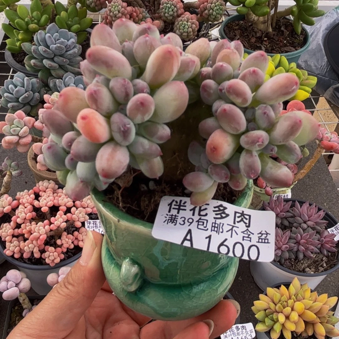 1600苹果奶缀6cm多肉