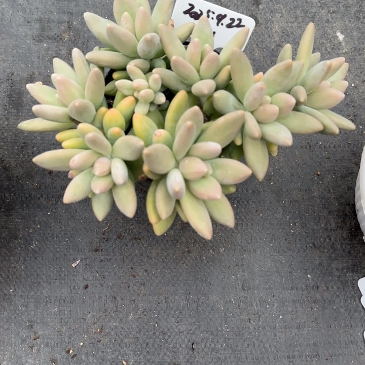 一物一拍白兰地04