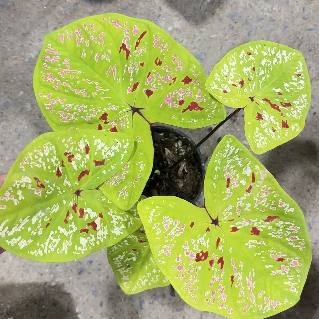 放****包606-0121彩叶芋泰国发货